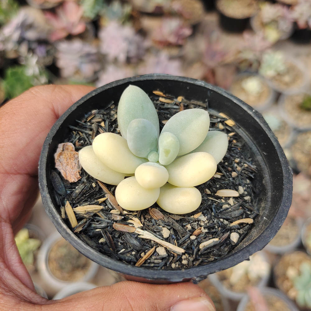 299. Pachyphytum Oviferum - Moonstones Mutation Variegated - Image 4
