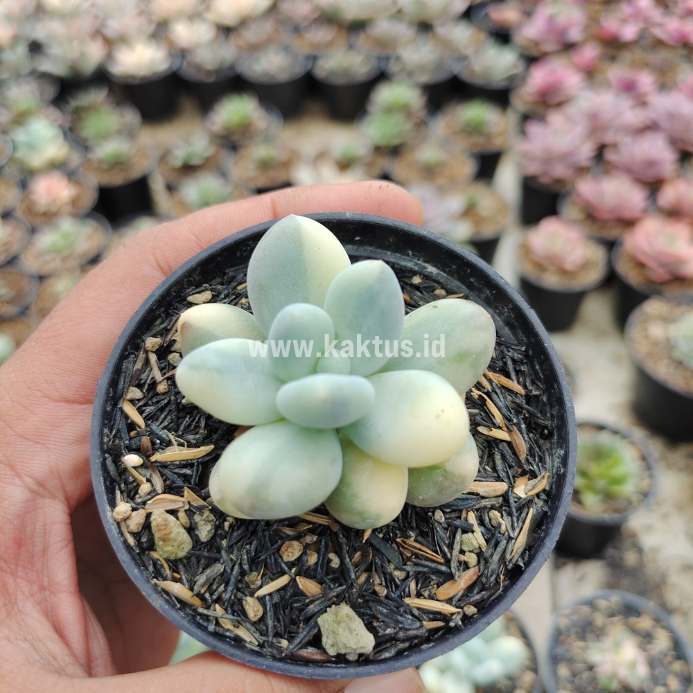 299. Pachyphytum Oviferum - Moonstones Mutation Variegated - Image 12