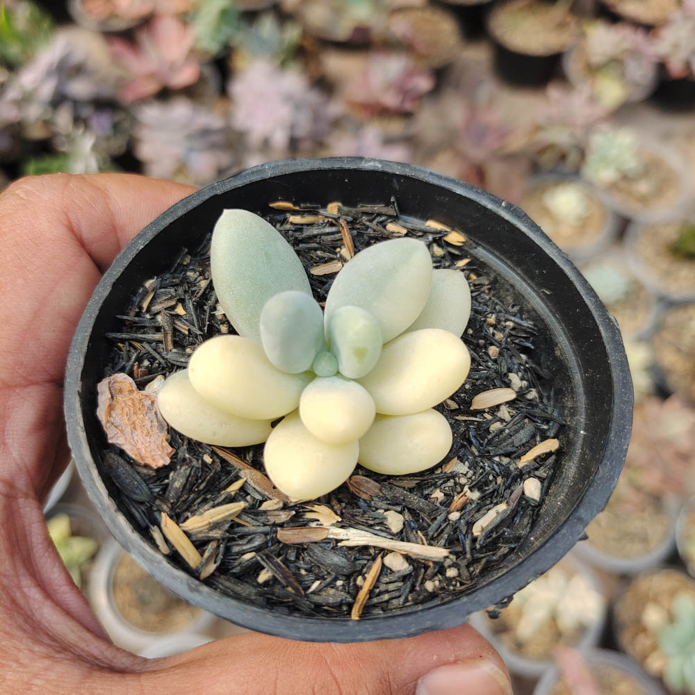 299. Pachyphytum Oviferum - Moonstones Mutation Variegated - Image 5
