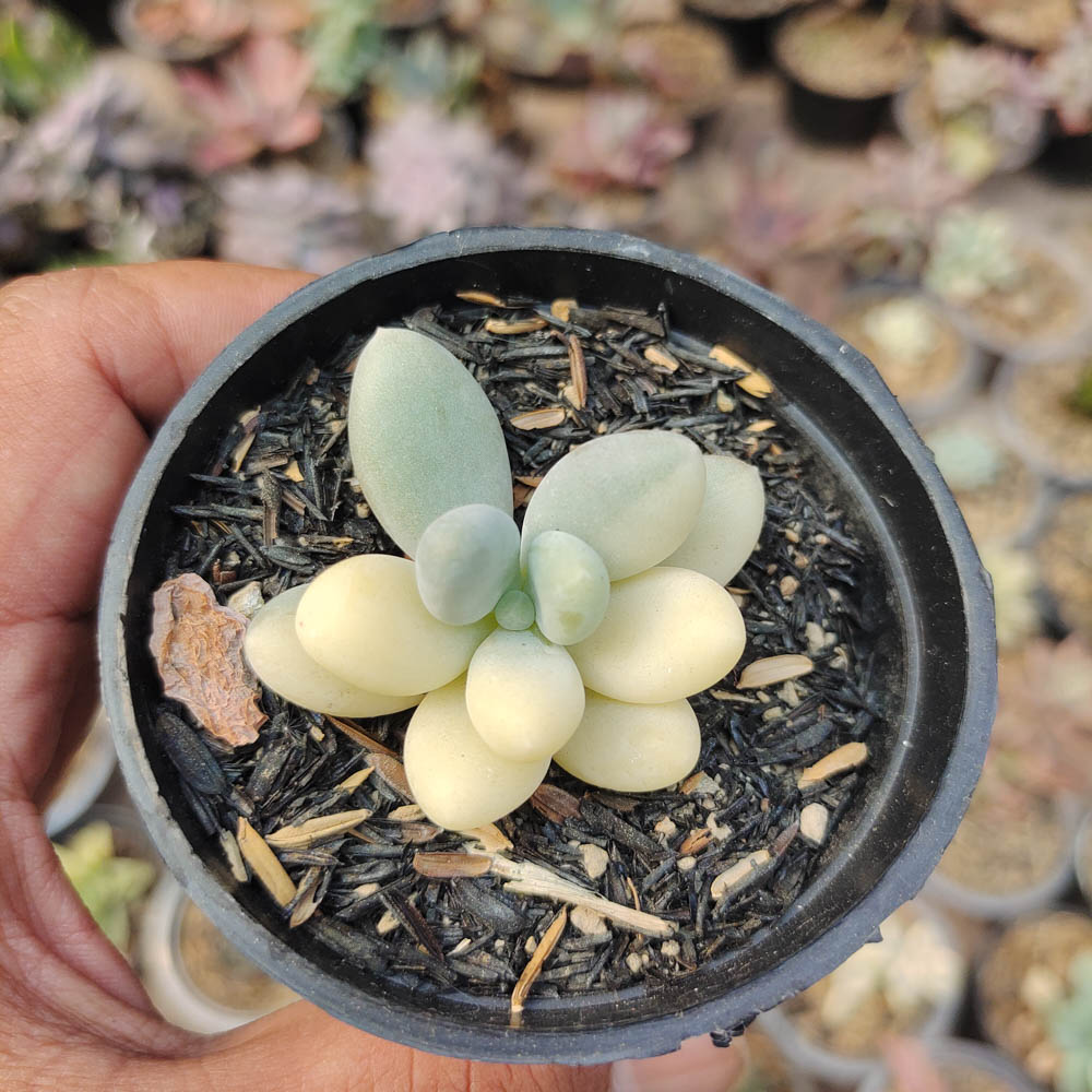 299. Pachyphytum Oviferum - Moonstones Mutation Variegated - Image 2