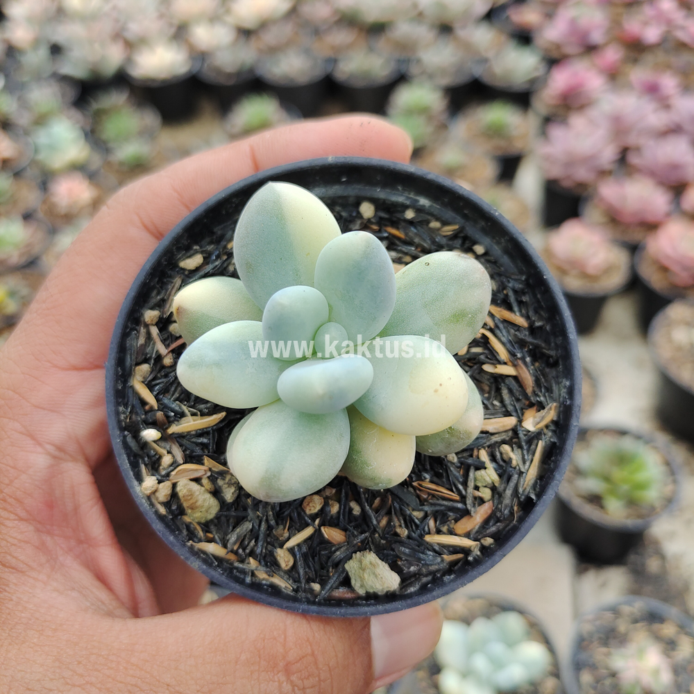 299. Pachyphytum Oviferum - Moonstones Mutation Variegated - Image 13