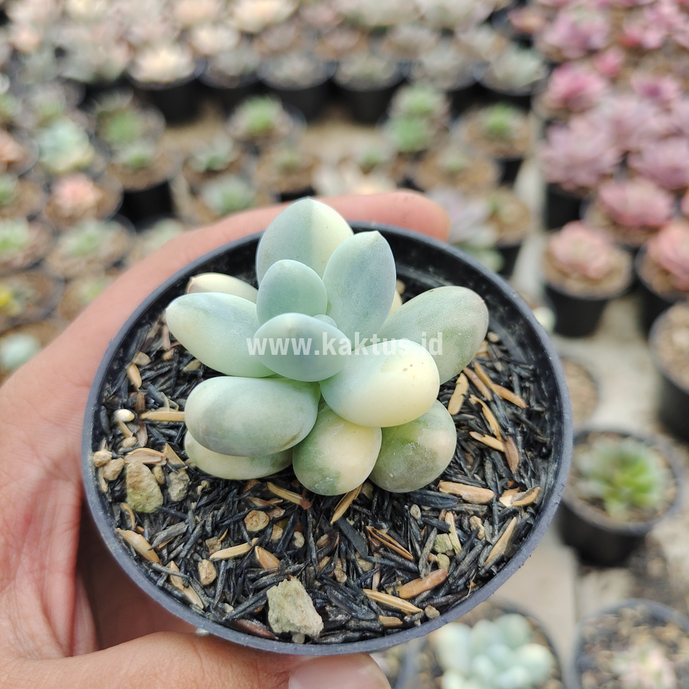 299. Pachyphytum Oviferum - Moonstones Mutation Variegated - Image 14