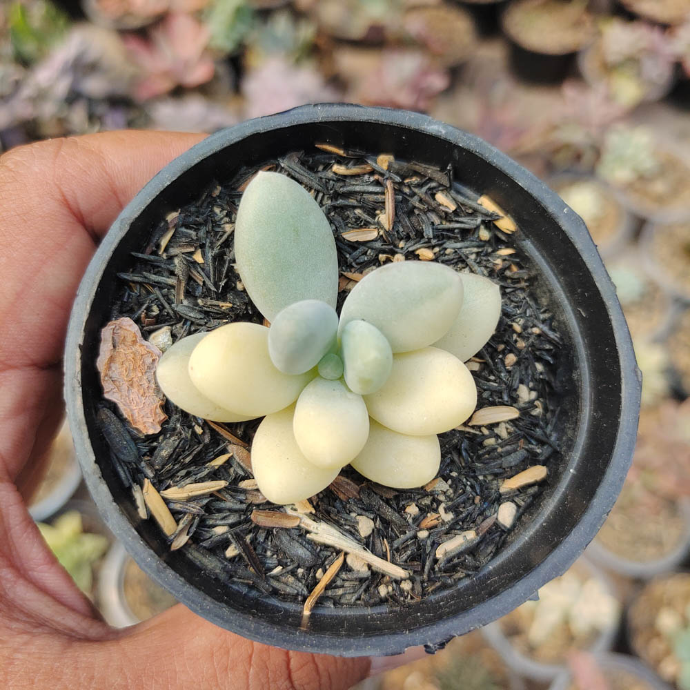 299. Pachyphytum Oviferum - Moonstones Mutation Variegated - Image 6