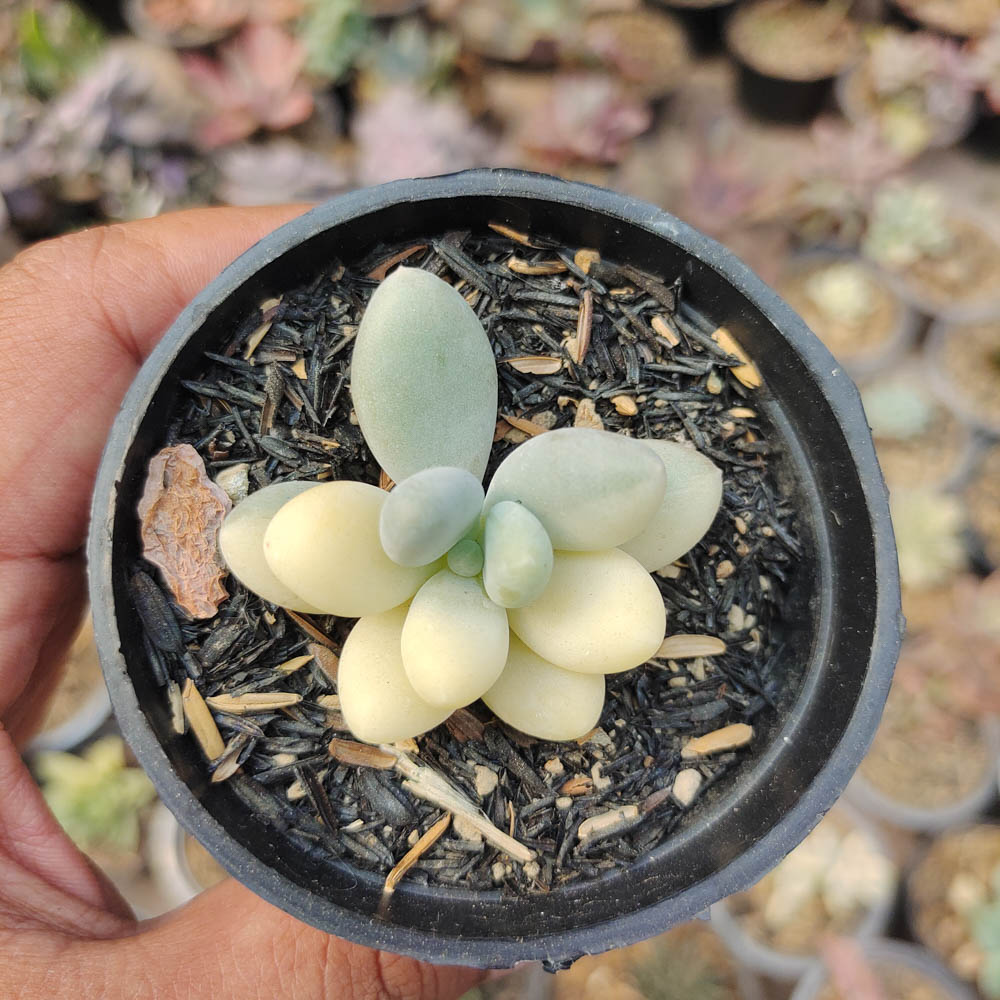 299. Pachyphytum Oviferum - Moonstones Mutation Variegated - Image 7