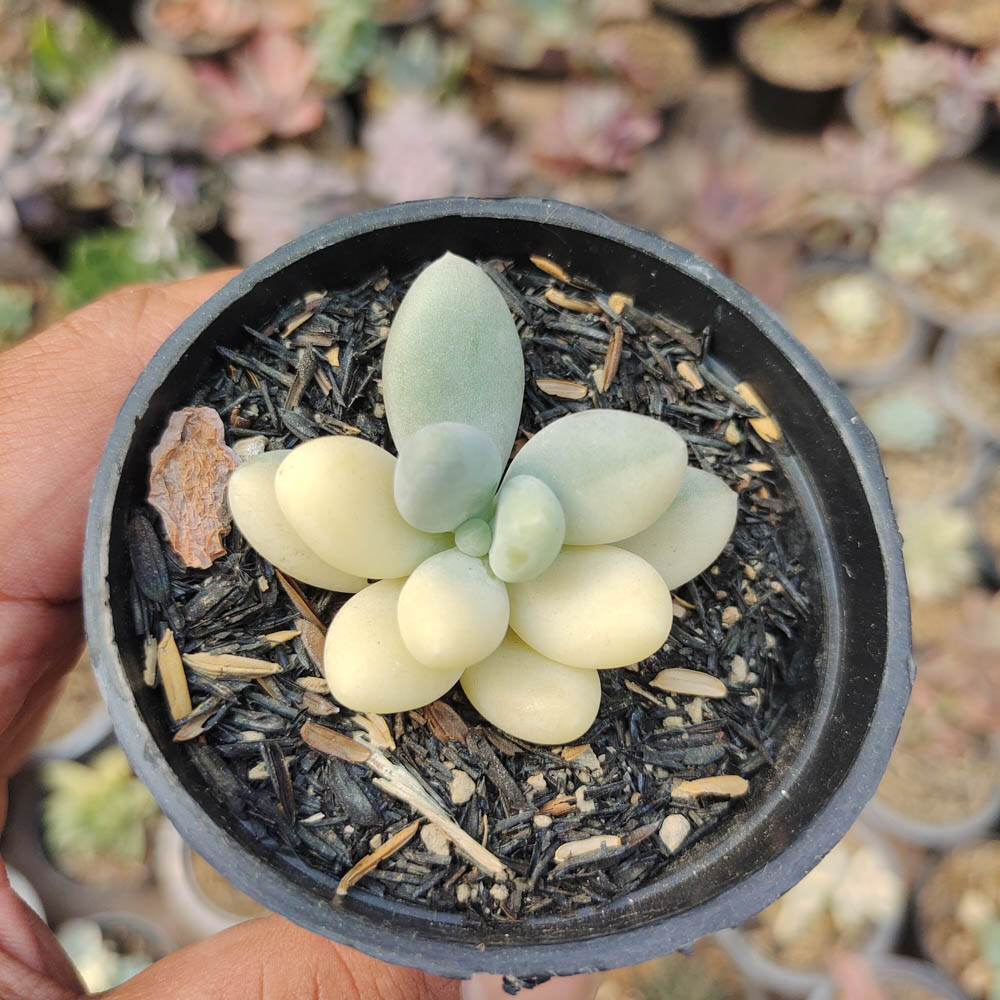 299. Pachyphytum Oviferum - Moonstones Mutation Variegated - Image 8