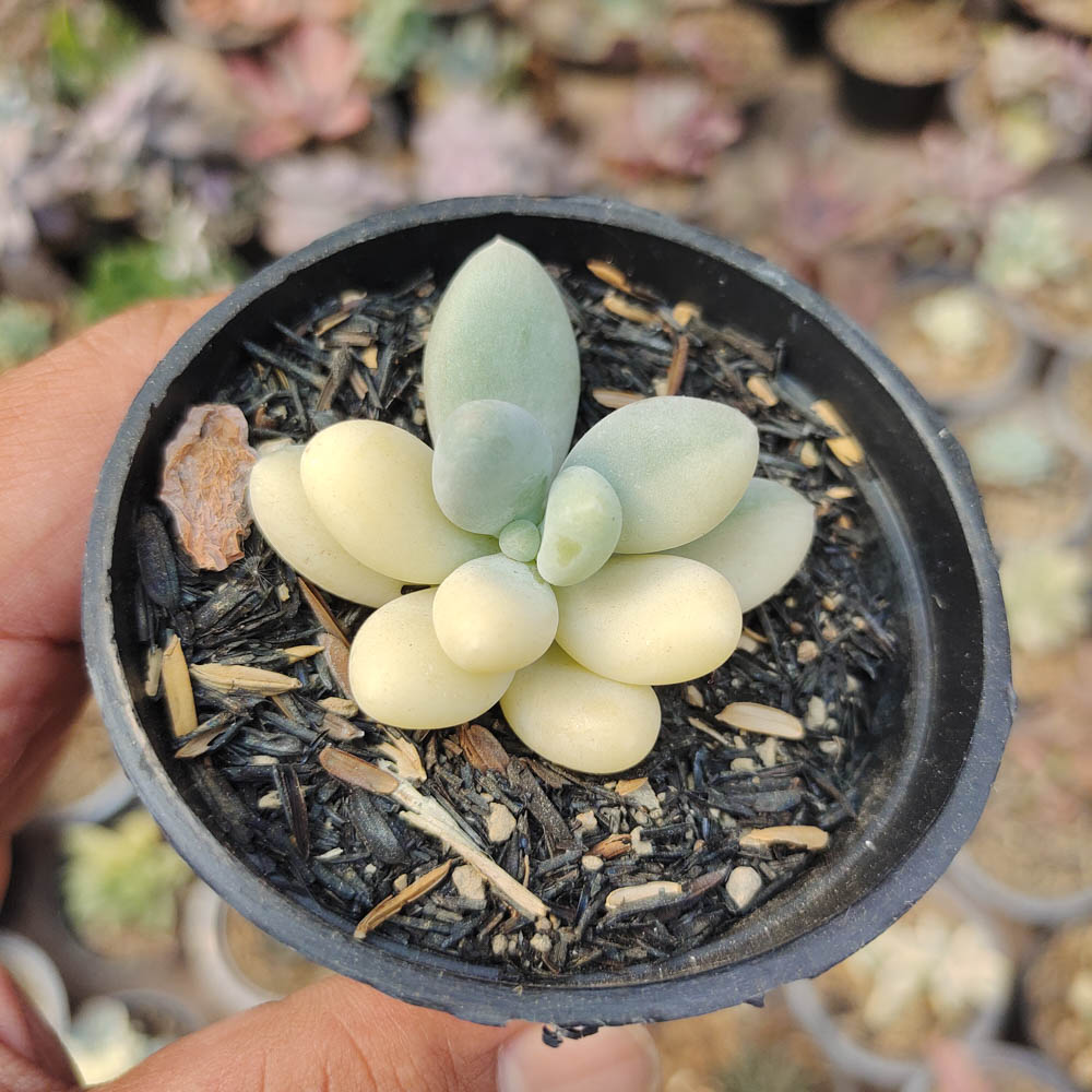 299. Pachyphytum Oviferum - Moonstones Mutation Variegated - Image 9
