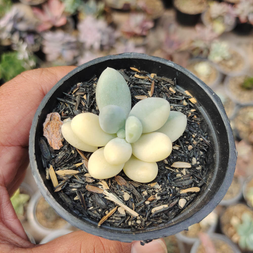 299. Pachyphytum Oviferum - Moonstones Mutation Variegated - Image 3