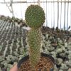 300. Opuntia Microdays