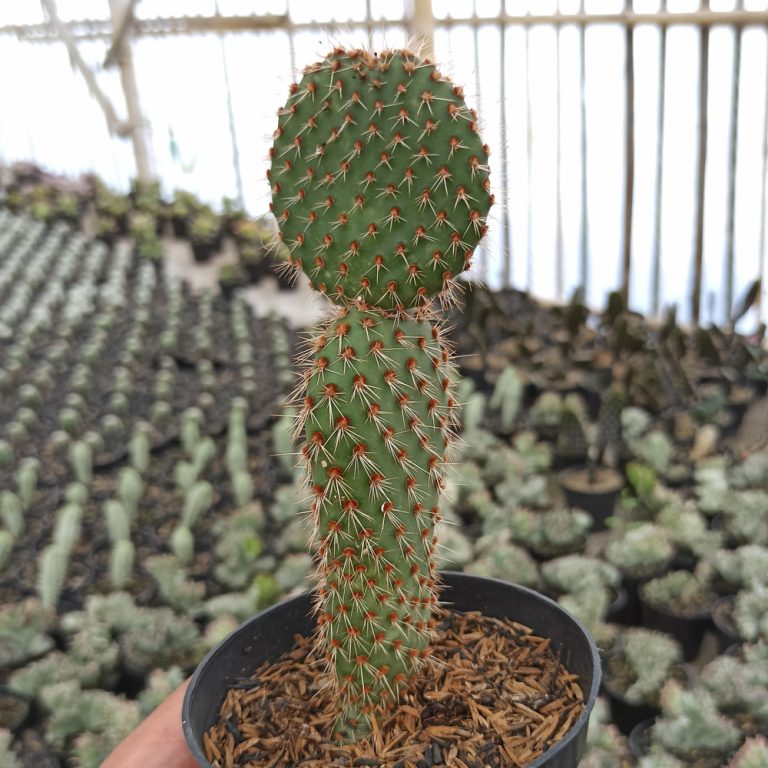 300. Opuntia Microdays