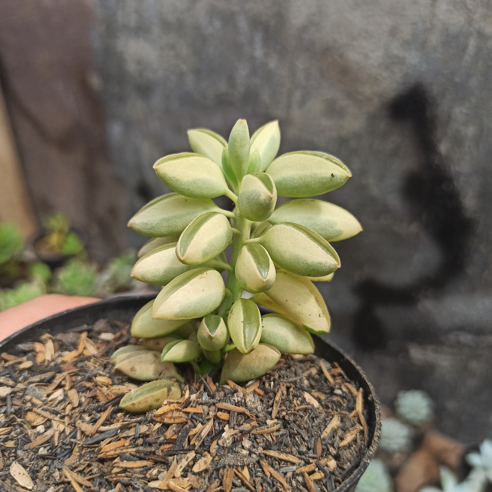 307. Peperomia Dolabriformis Variegated - Image 5