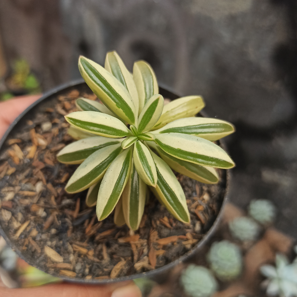 307. Peperomia Dolabriformis Variegated - Image 4