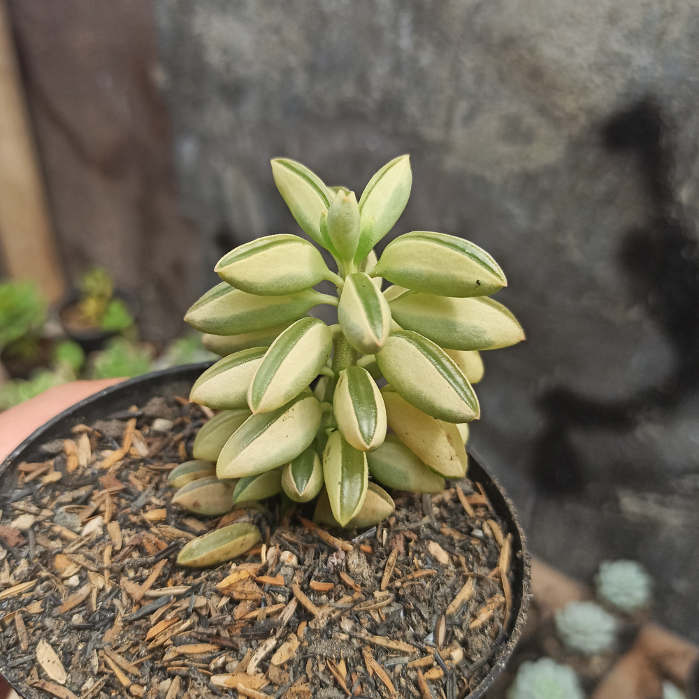 307. Peperomia Dolabriformis Variegated - Image 6