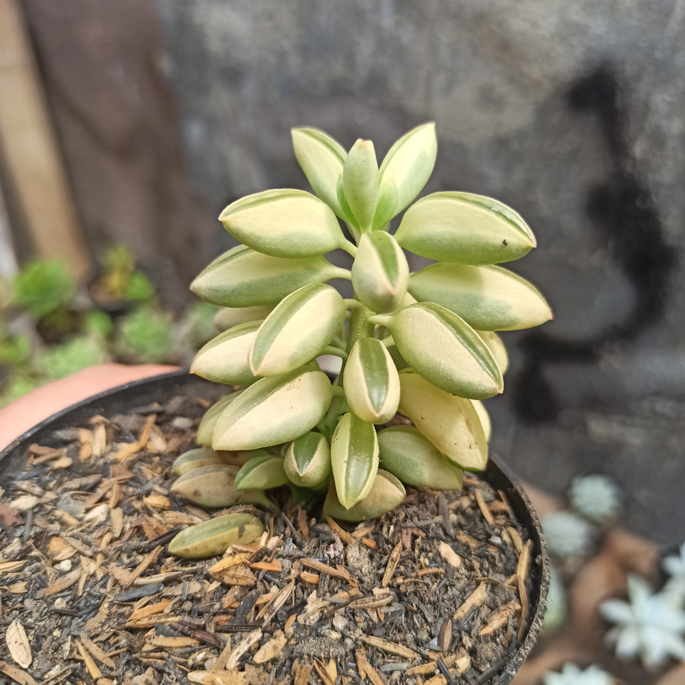 307. Peperomia Dolabriformis Variegated - Image 2