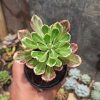 308. Monadenium Stapelioides White Variegated