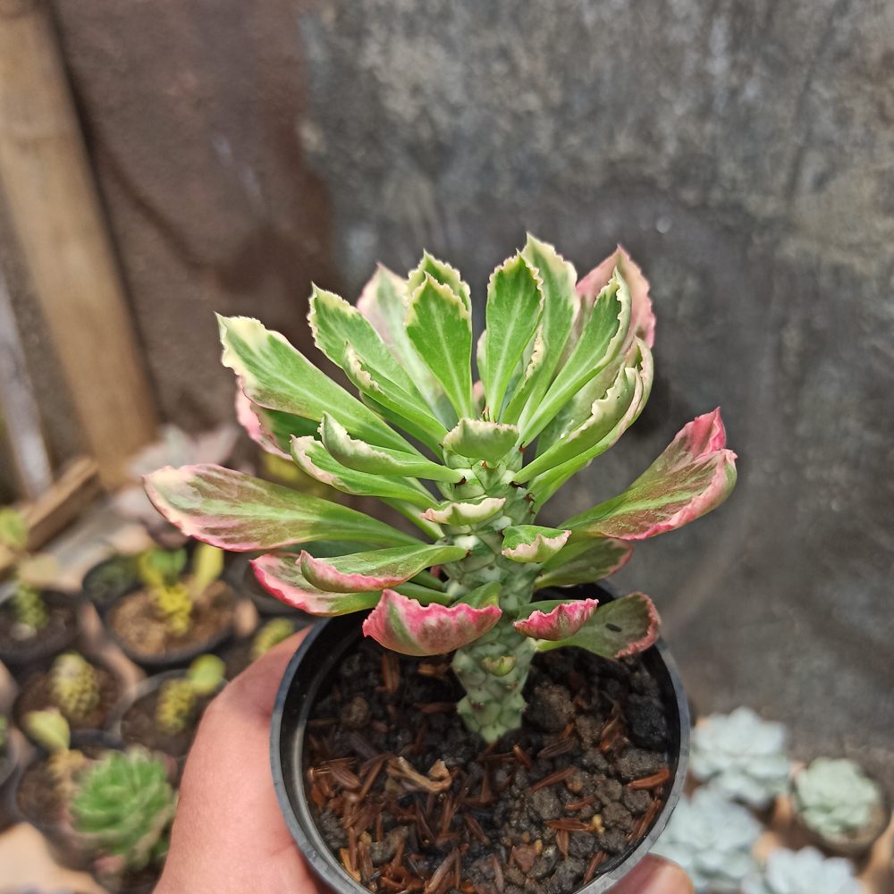 308. Monadenium Stapelioides White Variegated - Image 4