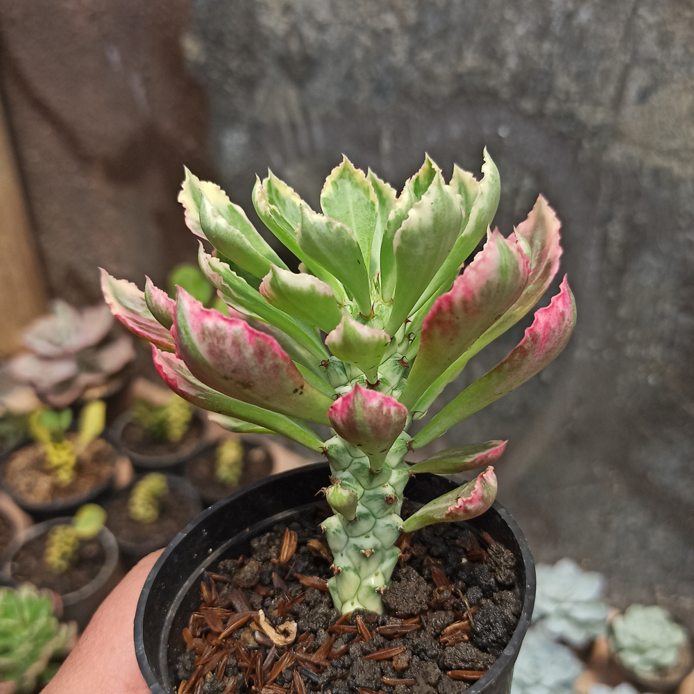 308. Monadenium Stapelioides White Variegated - Image 5