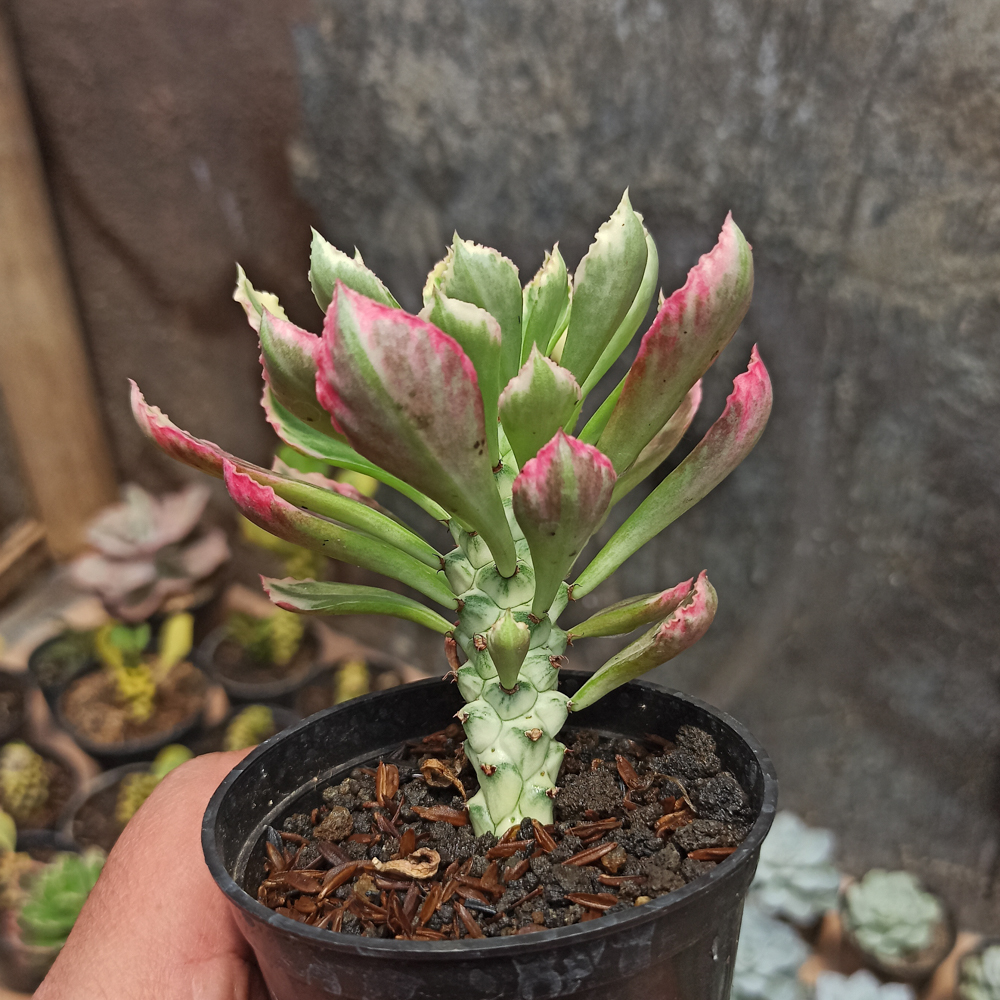 308. Monadenium Stapelioides White Variegated - Image 6