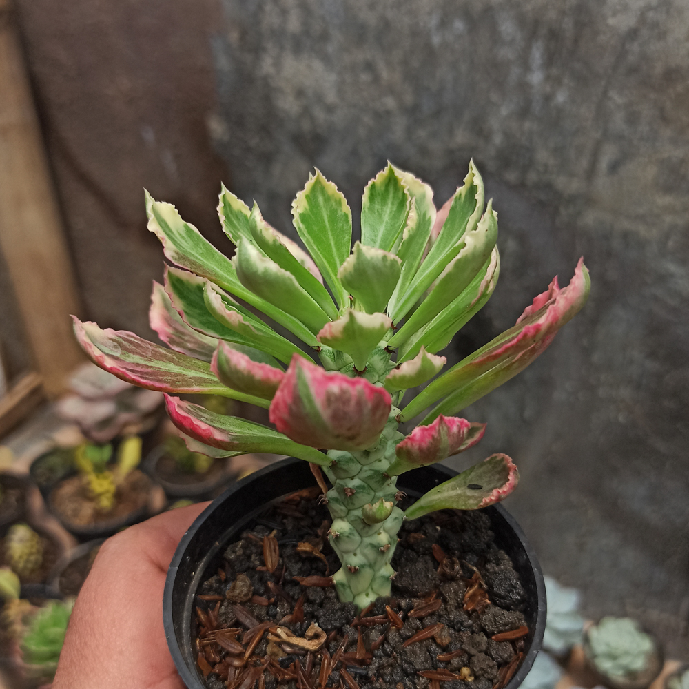 308. Monadenium Stapelioides White Variegated - Image 3