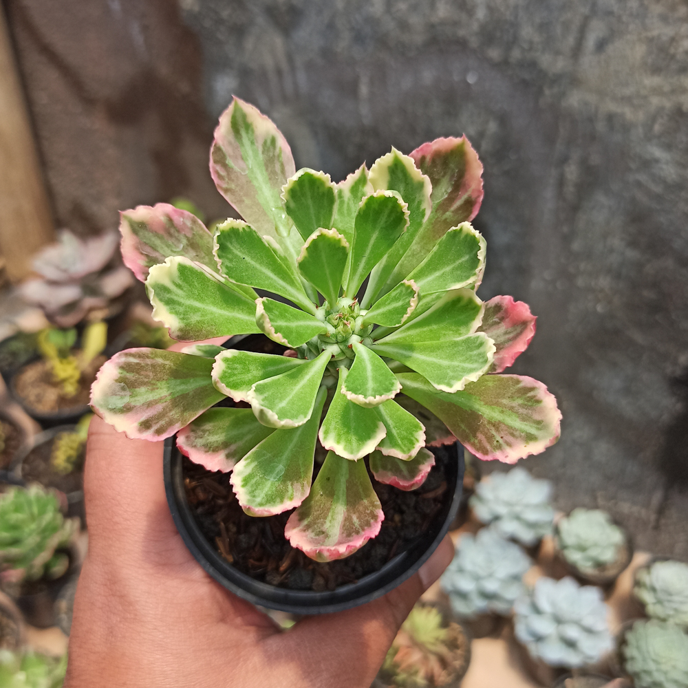 308. Monadenium Stapelioides White Variegated