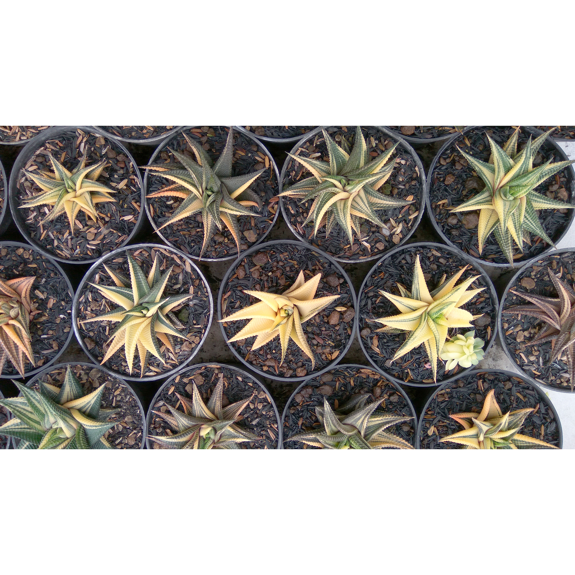 031. Haworthia Limifolia Variegated - Image 17