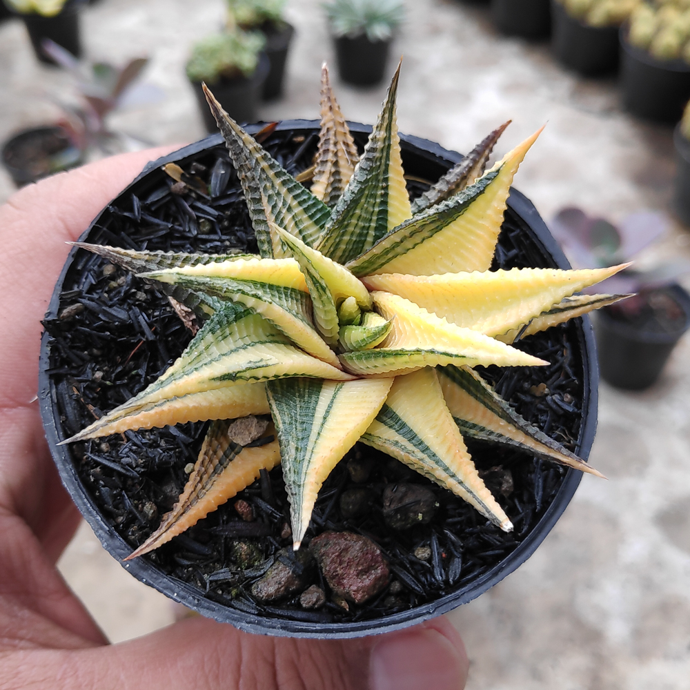 031. Haworthia Limifolia Variegated - Image 15