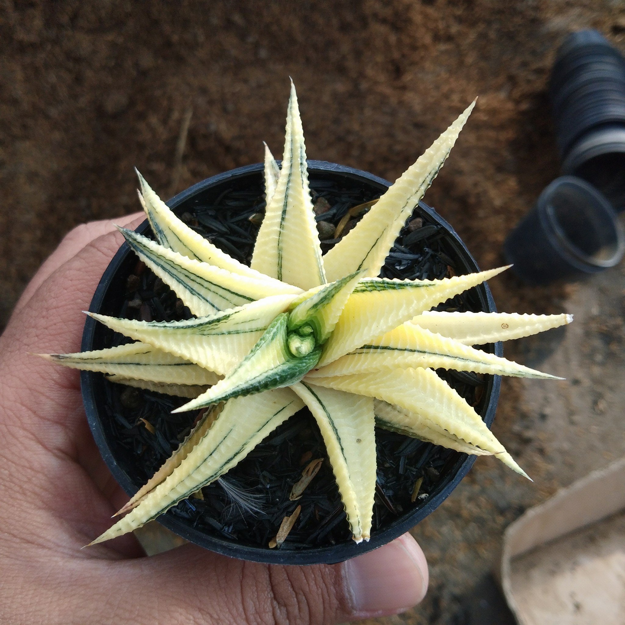 031. Haworthia Limifolia Variegated - Image 16
