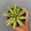 310. Agave Victoriae-reginae Variegated