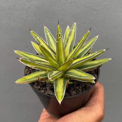 Alternative view of 310. Agave Victoriae-reginae Variegated