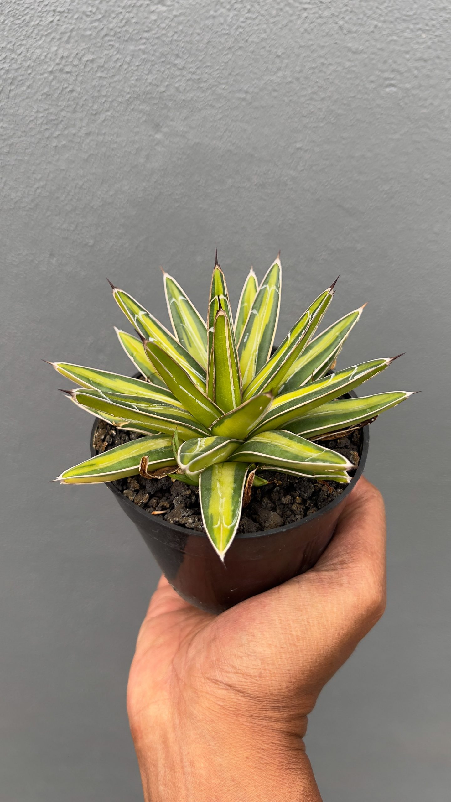 310. Agave Victoriae-reginae Variegated - Image 2