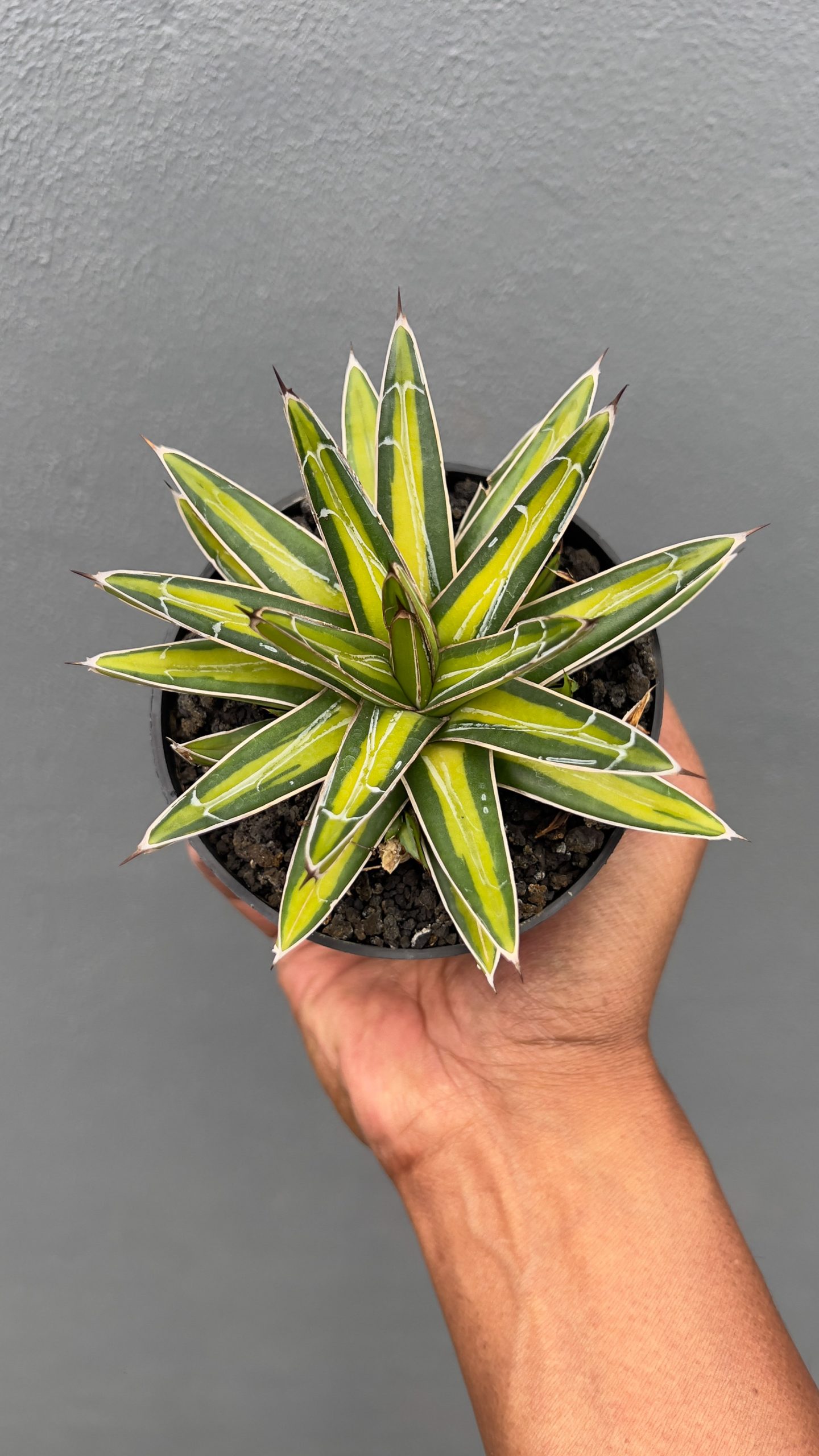 310. Agave Victoriae-reginae Variegated - Image 3