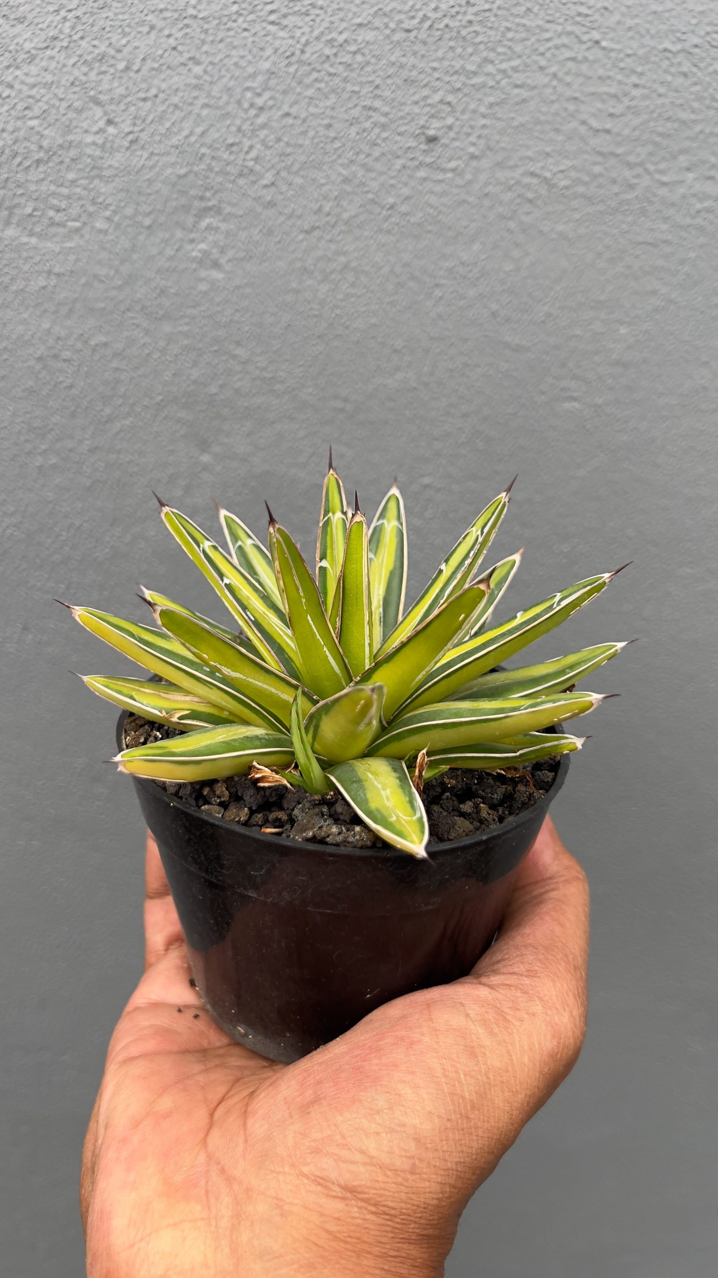 310. Agave Victoriae-reginae Variegated - Image 4