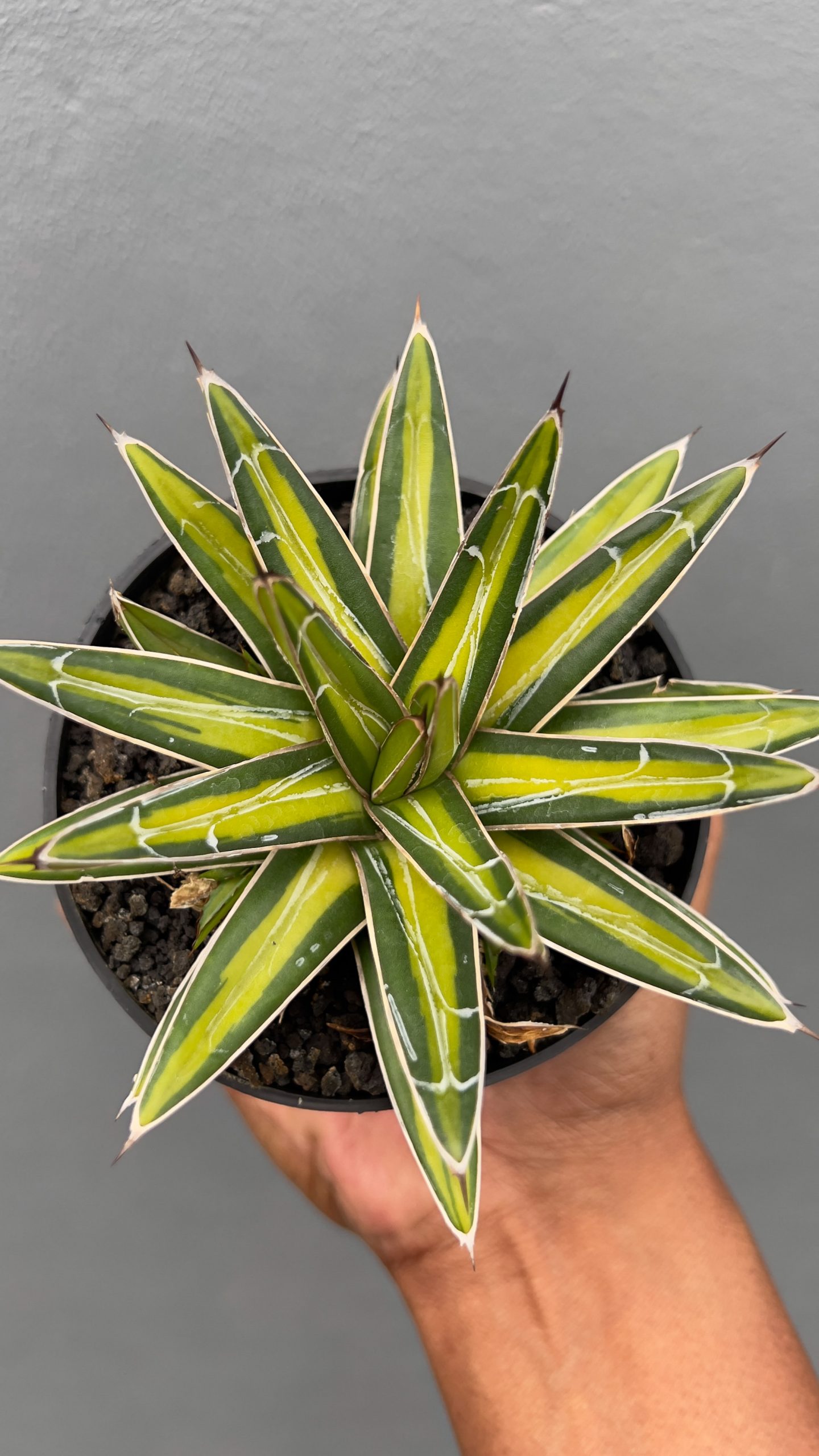 310. Agave Victoriae-reginae Variegated - Image 5