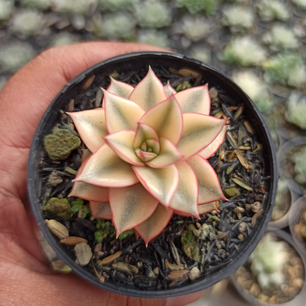 317. Echeveria Monocerotis Aurea Variegated - Image 5