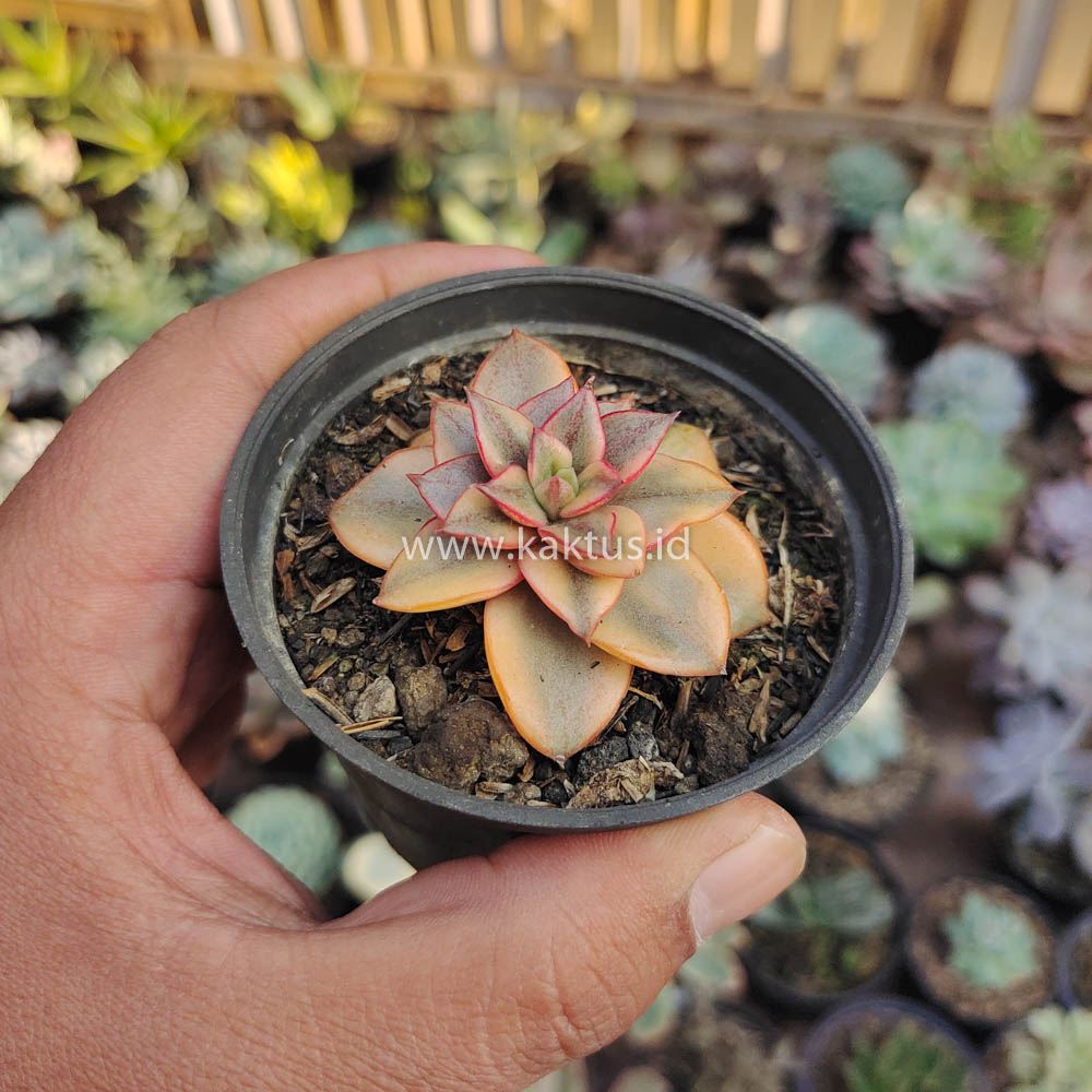 317. Echeveria Monocerotis Aurea Variegated - Image 4