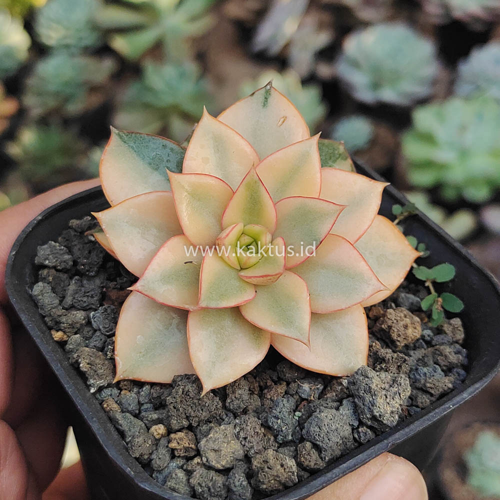 317. Echeveria Monocerotis Aurea Variegated - Image 8