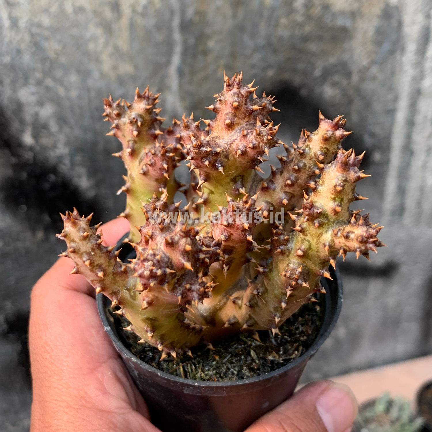 318. Edithcolea Grandis - Image 7