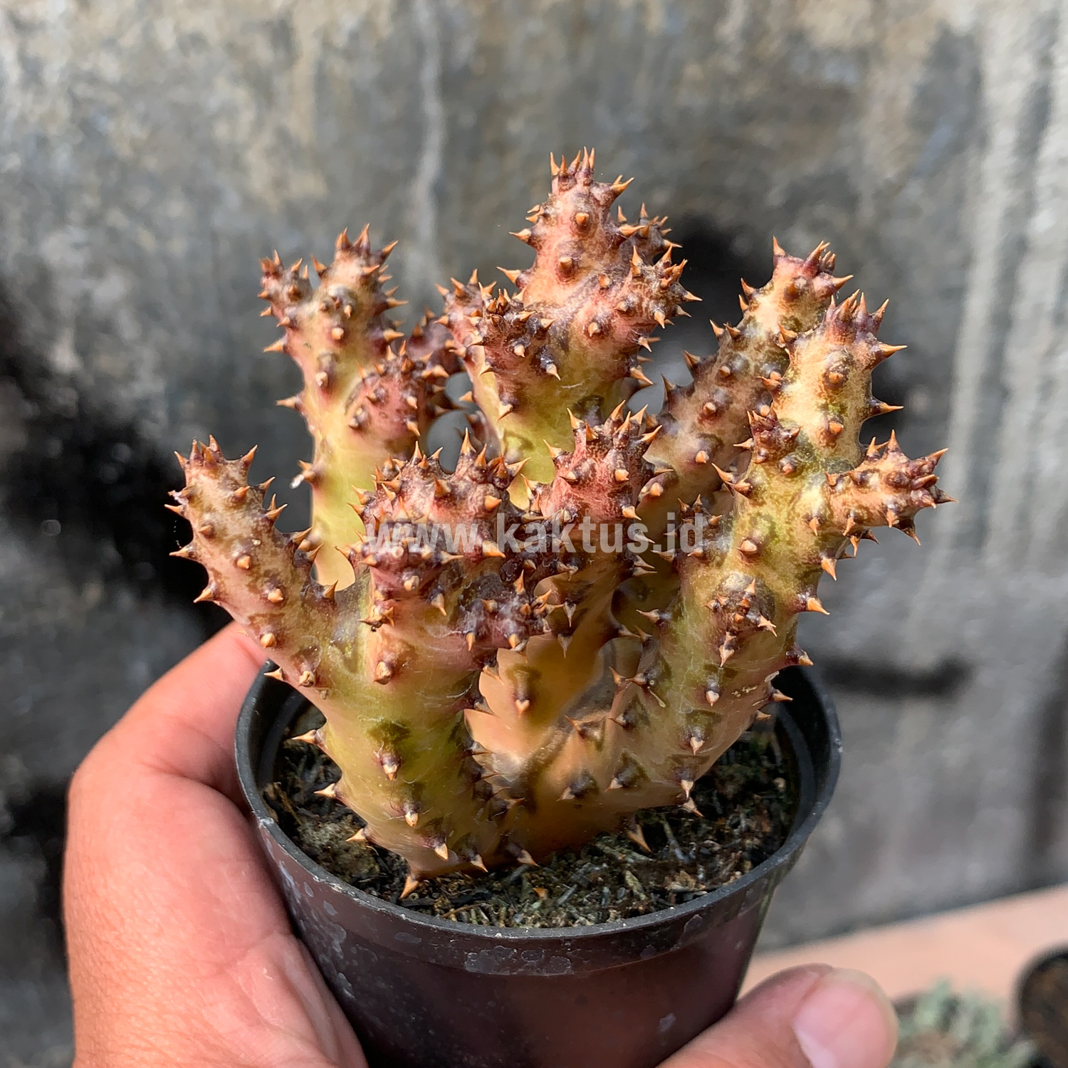 318. Edithcolea Grandis - Image 10