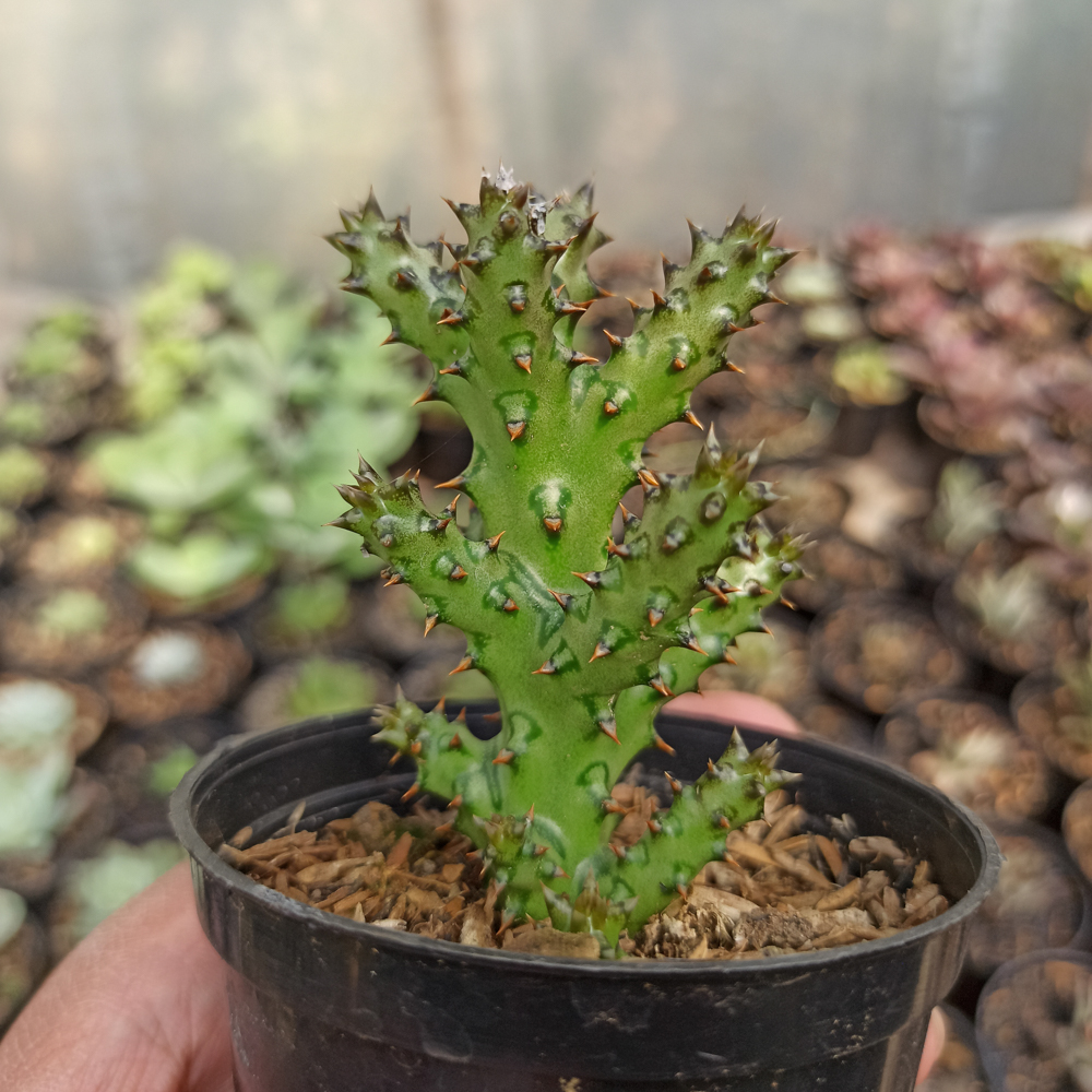 318. Edithcolea Grandis - Image 16