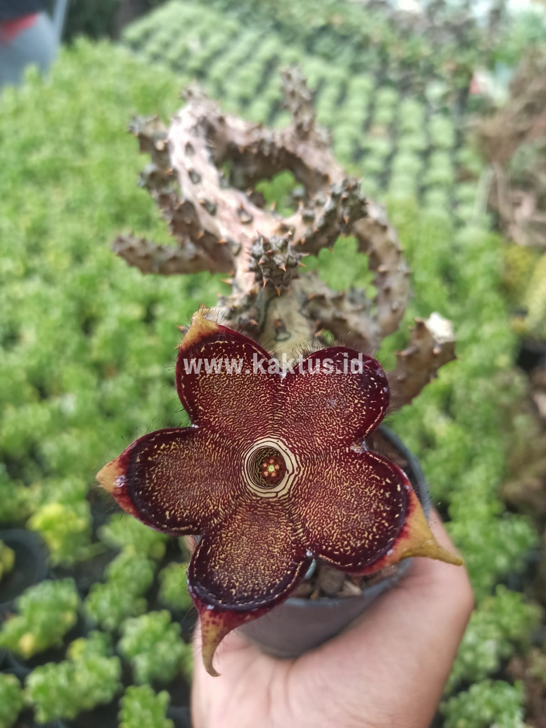 318. Edithcolea Grandis - Image 12