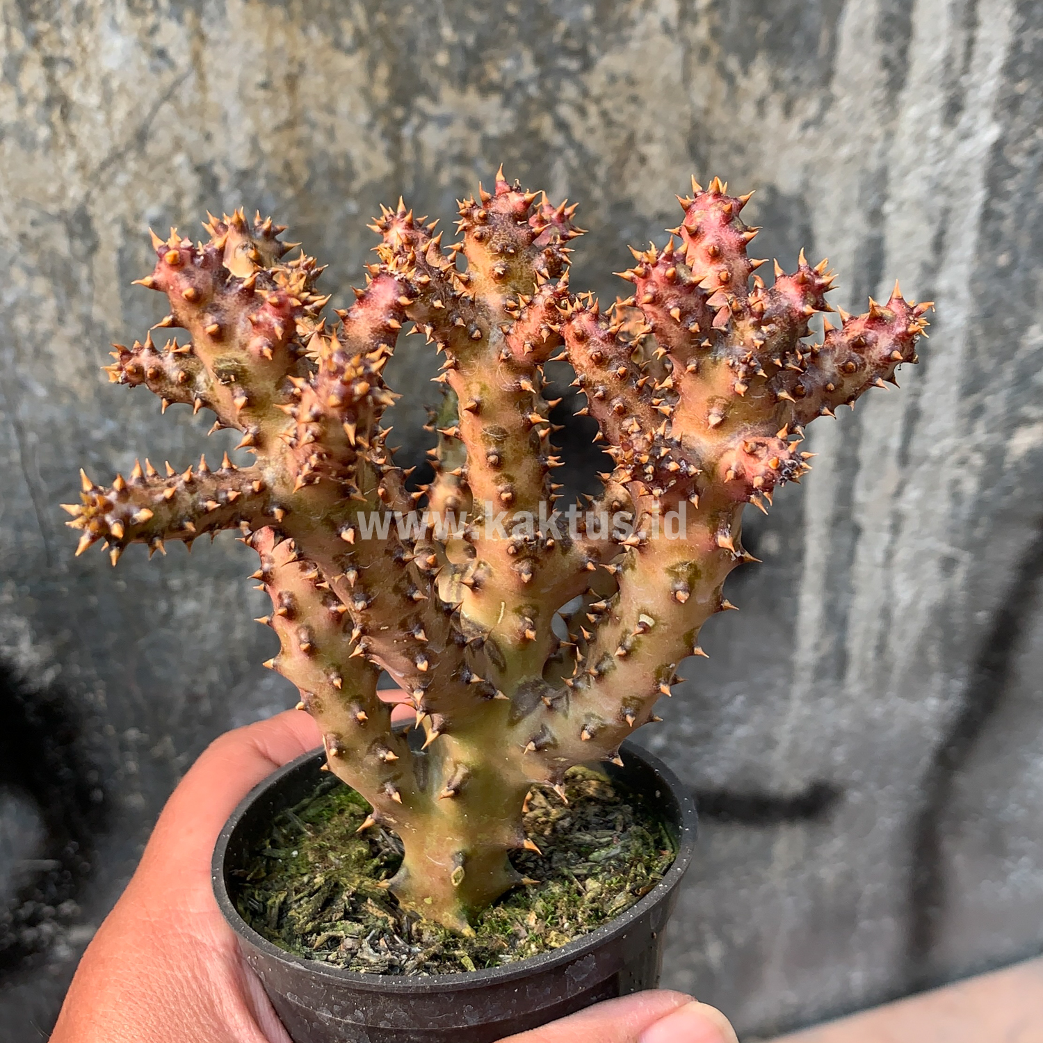 318. Edithcolea Grandis - Image 8