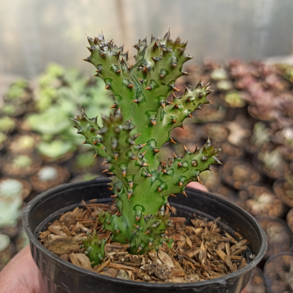 318. Edithcolea Grandis - Image 3