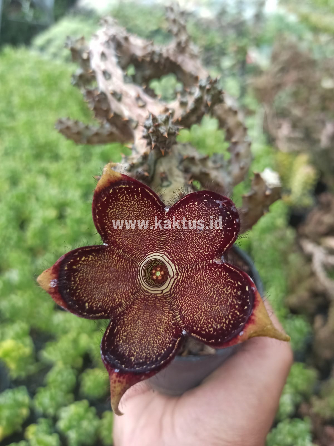 318. Edithcolea Grandis - Image 9
