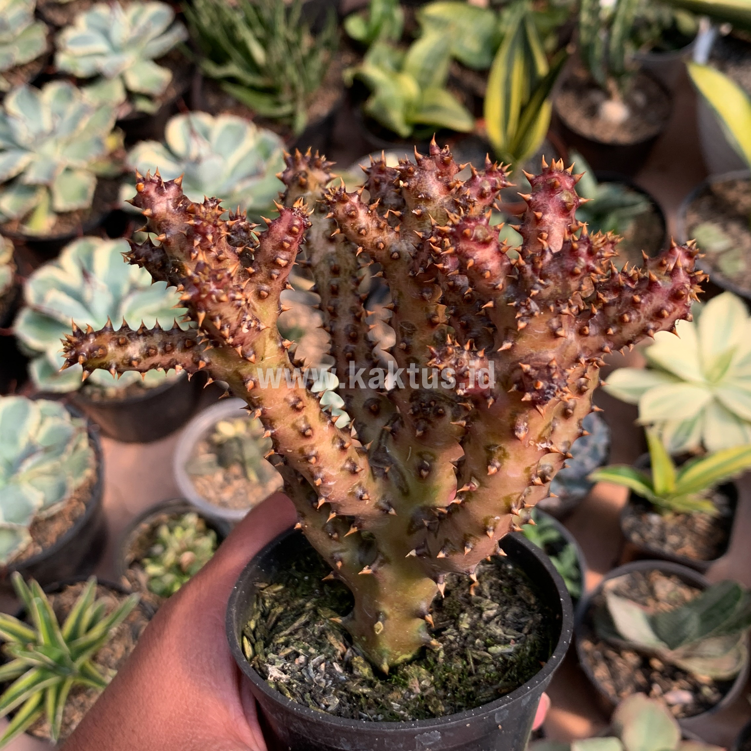 318. Edithcolea Grandis - Image 5