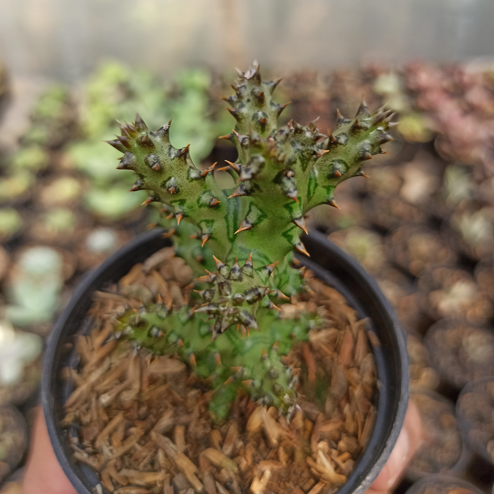 318. Edithcolea Grandis - Image 14