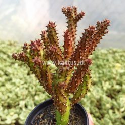Alternative view of 318. Edithcolea Grandis
