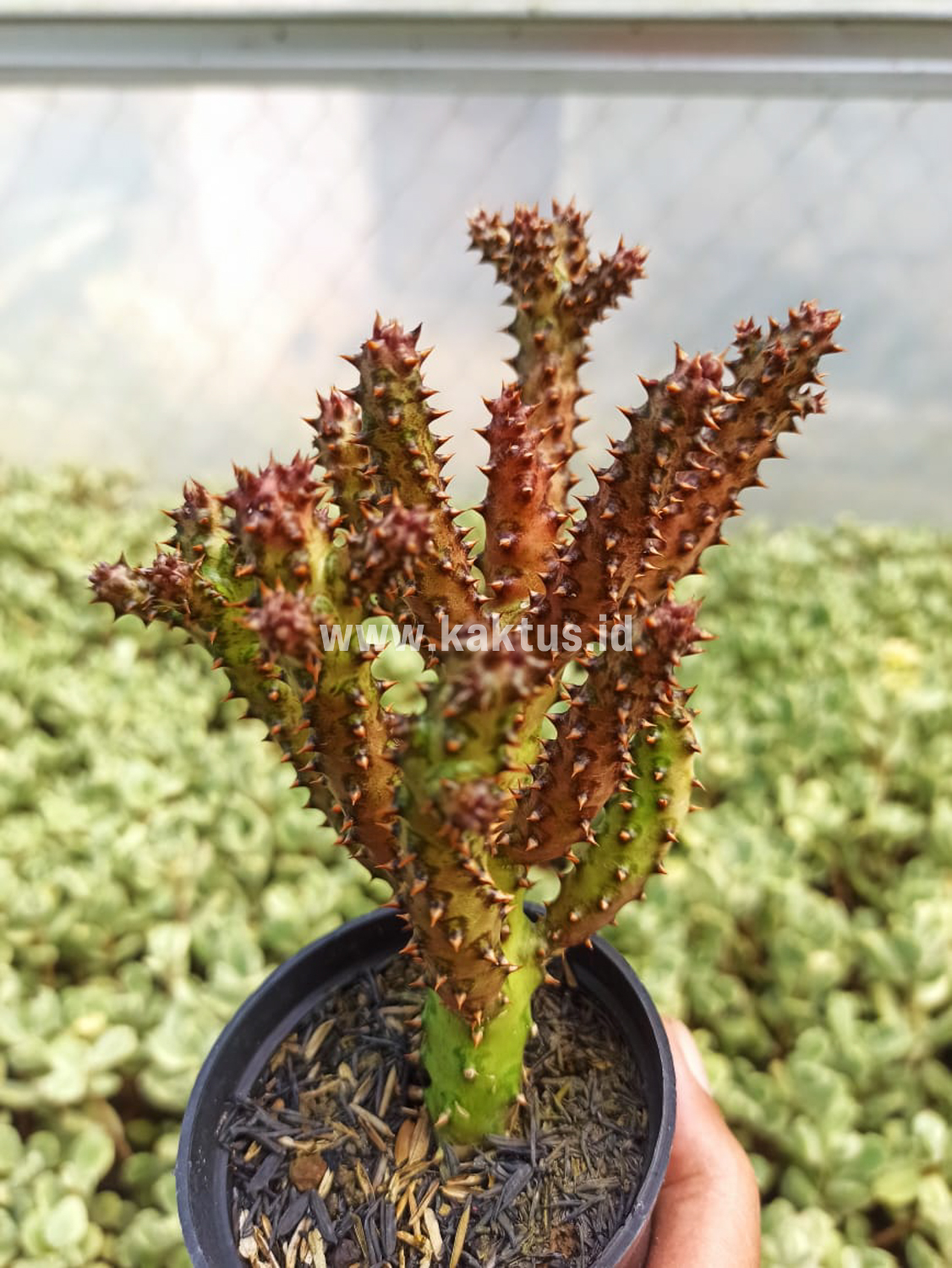 318. Edithcolea Grandis - Image 2