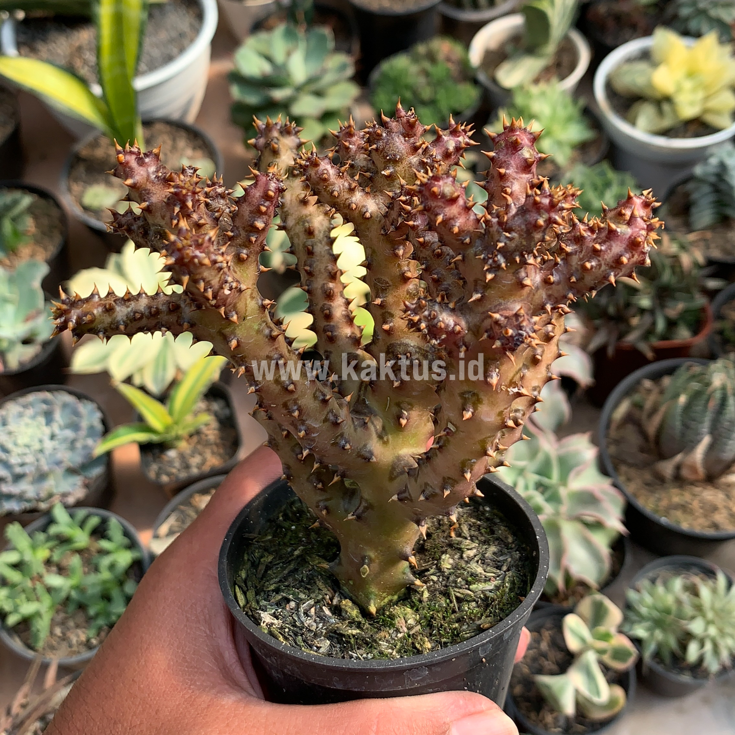 318. Edithcolea Grandis - Image 4