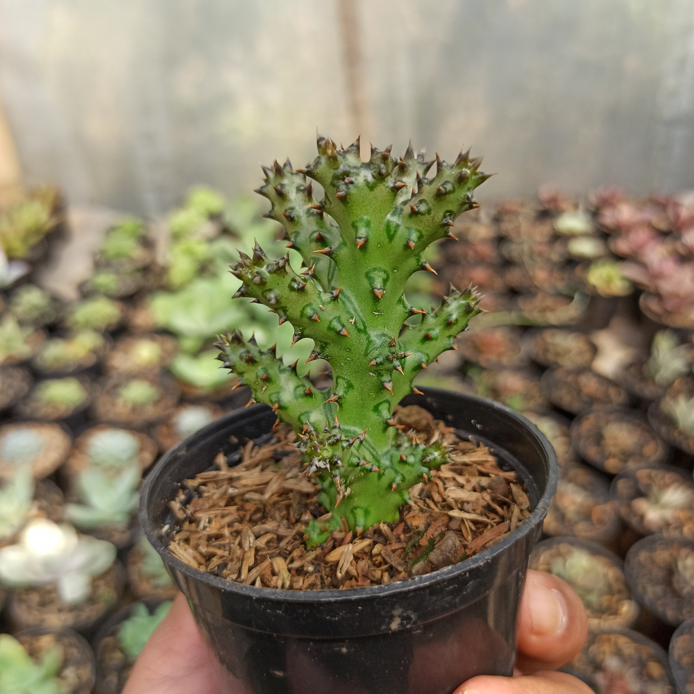 318. Edithcolea Grandis - Image 17