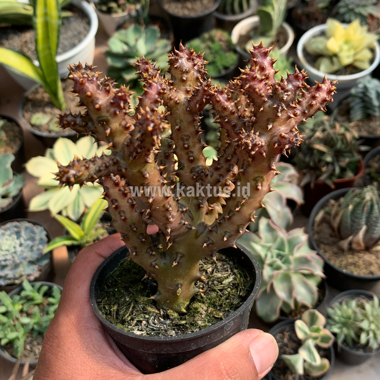 318. Edithcolea Grandis - Image 13