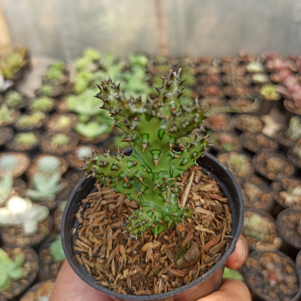 318. Edithcolea Grandis - Image 11